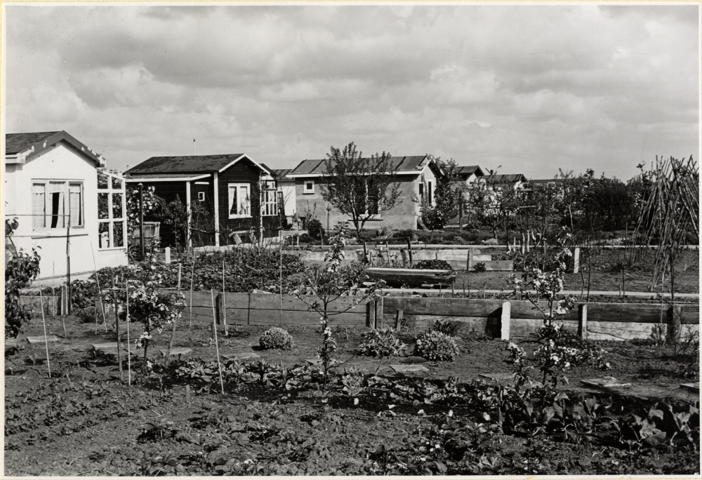 Meppelweg volkstuinen Nut en Genoegen, 1956, maker Dienst voor Stadsontwikkeling